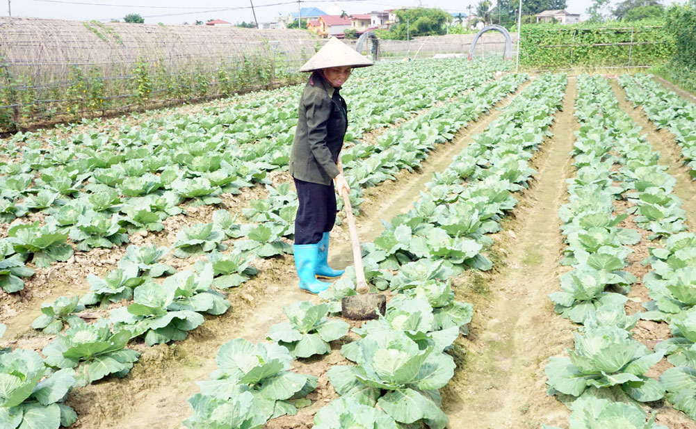  Bà con nông dân phường Túc Duyên (T.P Thái Nguyên) chăm sóc cây trồng vụ đông.