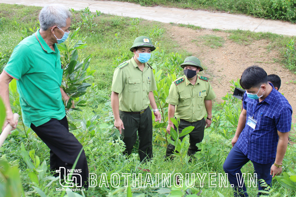  Cán bộ Hạt kiểm lâm huyện Phú Lương kiểm tra rừng trồng mới của người dân tại xã Phủ Lý.