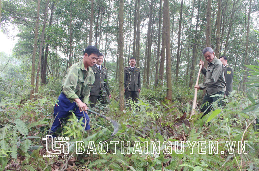  Cán bộ Hạt Kiểm lâm Đại Từ hướng dẫn người dân phát dọn thực bì, chăm sóc rừng trồng.