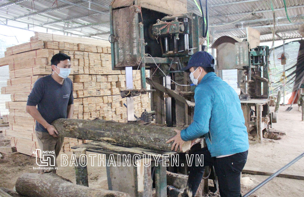  Cơ sở chế biến gỗ của gia đình anh Nguyễn Quốc Khánh, xóm Cây Khế, xã Yên Đổ chủ yếu sử dụng các loại gỗ lớn.