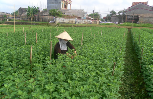 Anh Nguyễn Văn Thiết dứt bỏ ma túy được gần 4 năm nay một phần rất lớn bởi có người vợ luôn chăm sóc, động viên hết mình, giàu lòng vị tha. Trong ảnh Vợ anh Thiết đang chăm sóc luống hoa cúc.