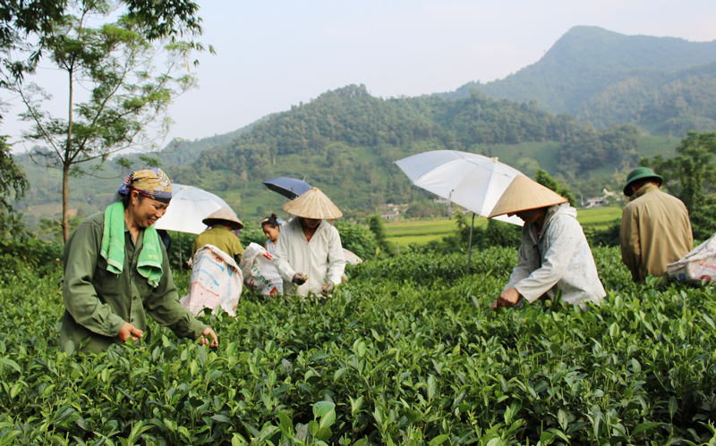  Thu hái chè tại Làng nghề chè La Bằng.