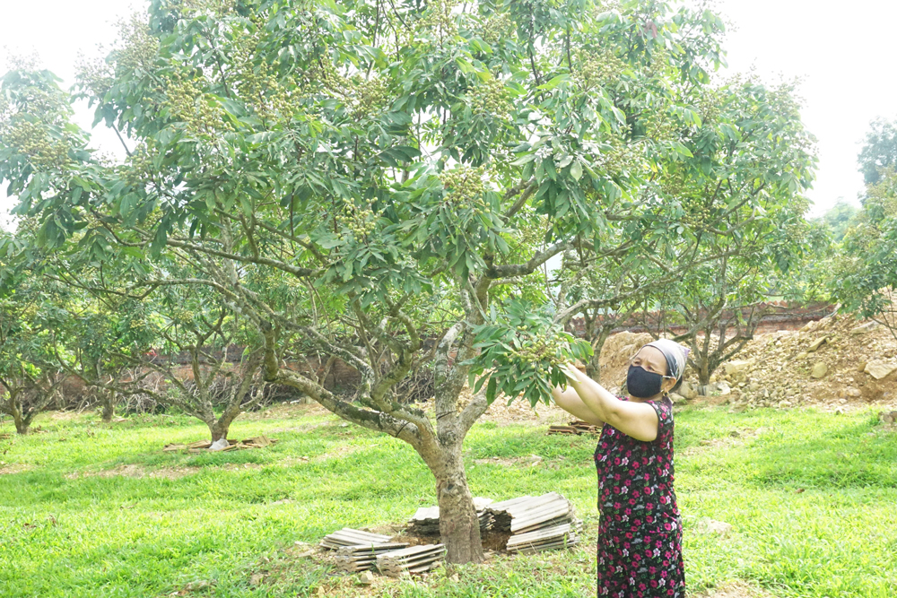  Người dân xóm Làng Mới, xã Tân Long (Đồng Hỷ) kiểm tra sâu bệnh trên cây nhãn sau ngập úng.