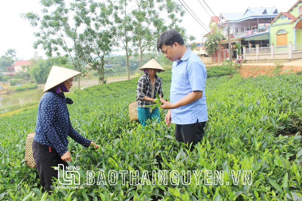  Cán bộ nông nghiệp xã Sơn Phú hướng dẫn người dân kỹ thuật chăm sóc cây chè.