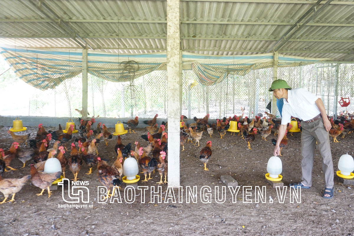 Dự kiến, trong dịp Tết Nguyên đán 2023, Hợp tác xã gà đồi hữu cơ Tân Phú, xã Tân Khánh (Phú Bình) cung cấp ra thị trường 20 nghìn con gà ri.