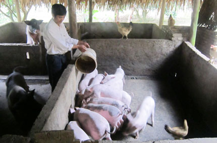 Mô hình kinh tế kết hợp chăn nuôi lợn, gà thả vườn và làm đậu phụ của đảng viên trẻ Ma Văn Chấm, cho thu nhập hơn 70 triệu đồng mỗi năm