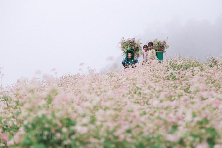  Tam giác mạch là loài hoa báo hiệu Hà Giang đã vào mùa du lịch, mùa đẹp nhất trong năm. (Ảnh: TTXVN)