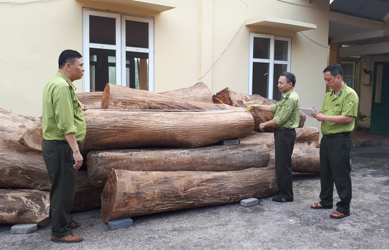  Tổ công tác đã đo đếm số lượng, khối lượng, xác định chủng loại lâm sản trên.