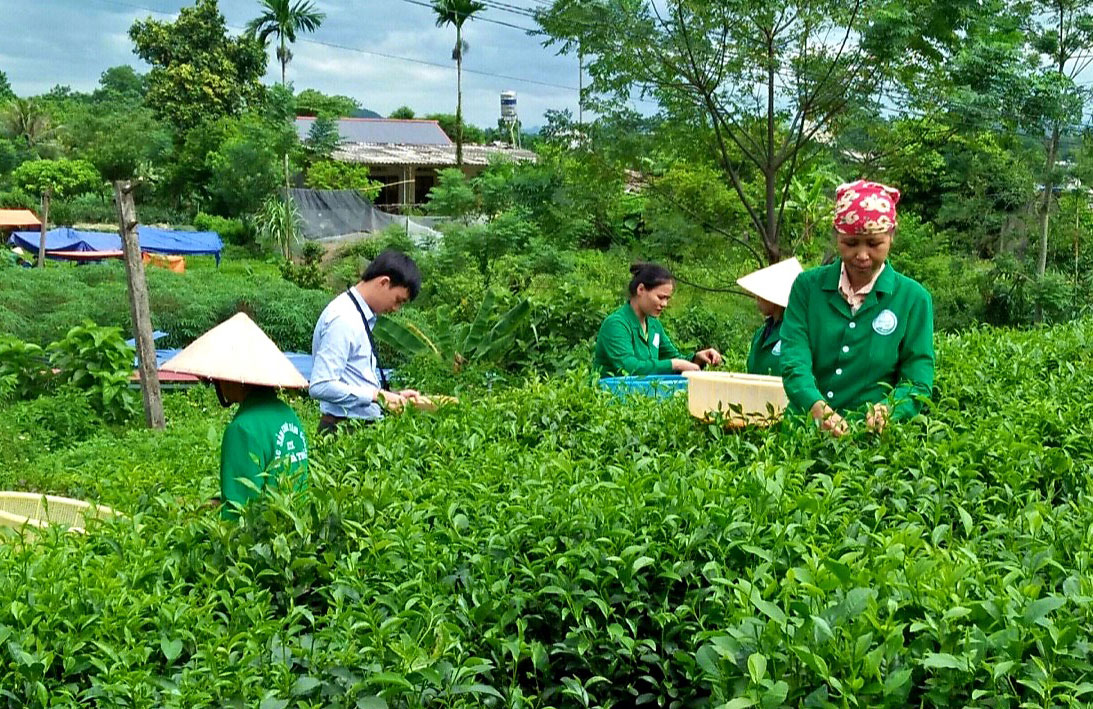  Với những ý tưởng mới hoạt động sản xuất, kinh doanh, mô hình khởi nghiệp phát triển kinh tế của HTX Tâm Trà Thái đã đoạt giải Ba tại “Cuộc thi khởi nghiệp đổi mới sáng tạo” tỉnh Thái Nguyên năm 2020. Trong ảnh: Các thành viên của HTX thu hái chè. Ảnh C.T.V