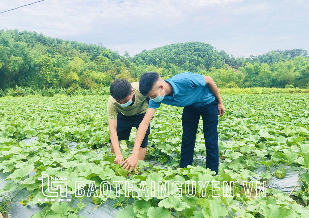  Anh Hoàng Đình Lập (bên phải), xã Phượng Tiến (Định Hóa), khởi nghiệp thành công với mô hình sản xuất rau an toàn.