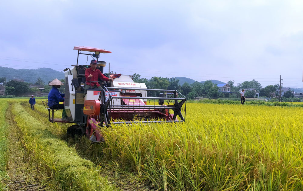  Trên 90% diện tích lúa xuân ở xã Cù Vân được thu hoạch bằng máy nông nghiệp, bảo đảm đẩy nhanh tiến độ, kịp thời sản xuất vụ mùa. Ảnh: Trần Nguyên  