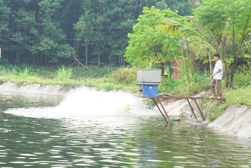Gia đình ông Phạm Văn Ty, xóm Núi Chùa, xã Tân Kim (Phú Bình) có gần  1ha nuôi trồng thủy sản.