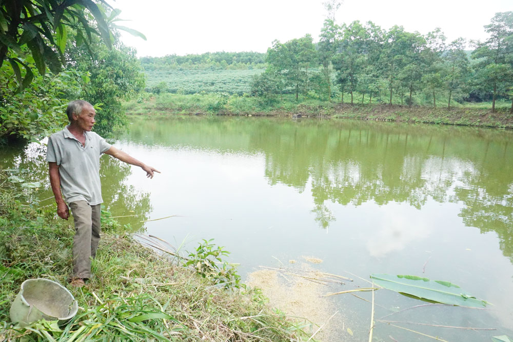  Với diện tích ao hơn 2.000m2, gia đình ông Hà Quang Cảnh, ở xóm Làng Chảo, xã Động Đạt (Phú Lương) có thu nhập trên 60 triệu đồng/năm từ nuôi các loại cá.