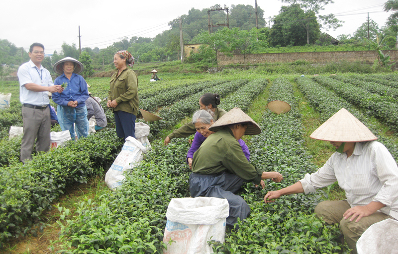 Cán bộ, nhân dân xã Tiên Hội (Đại Từ) trao đổi kinh nghiệm làm chè VietGAP.