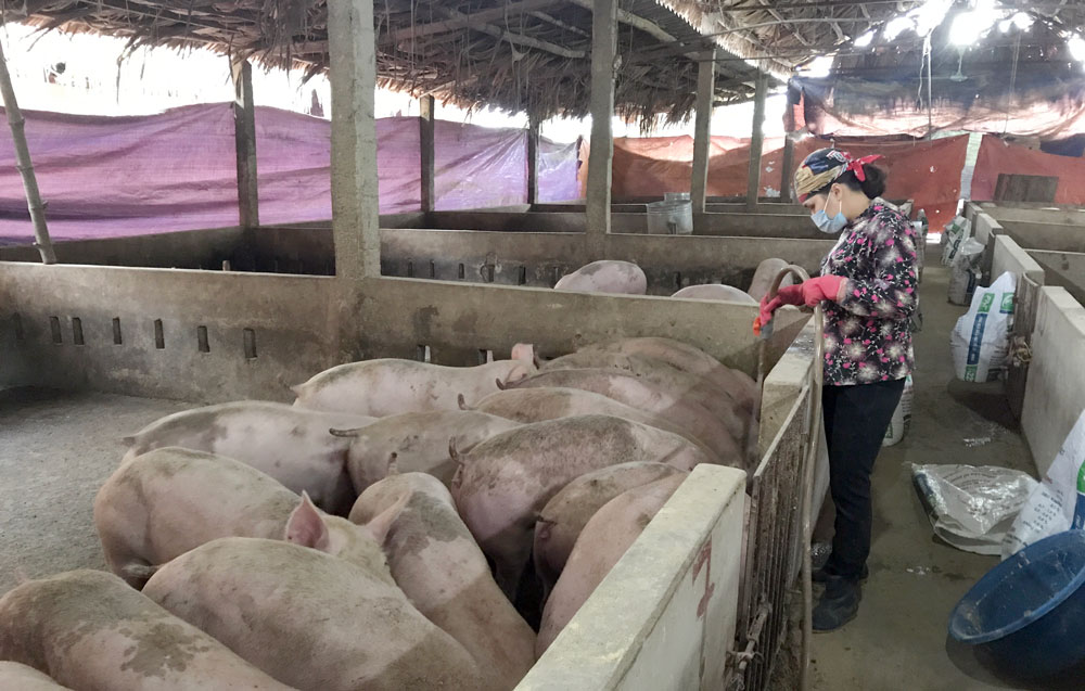  Người dân xã Bình Thuận (Đại Từ) tăng cường vệ sinh chuồng trại chăn nuôi để phòng, chống dịch bệnh cho đàn lợn.