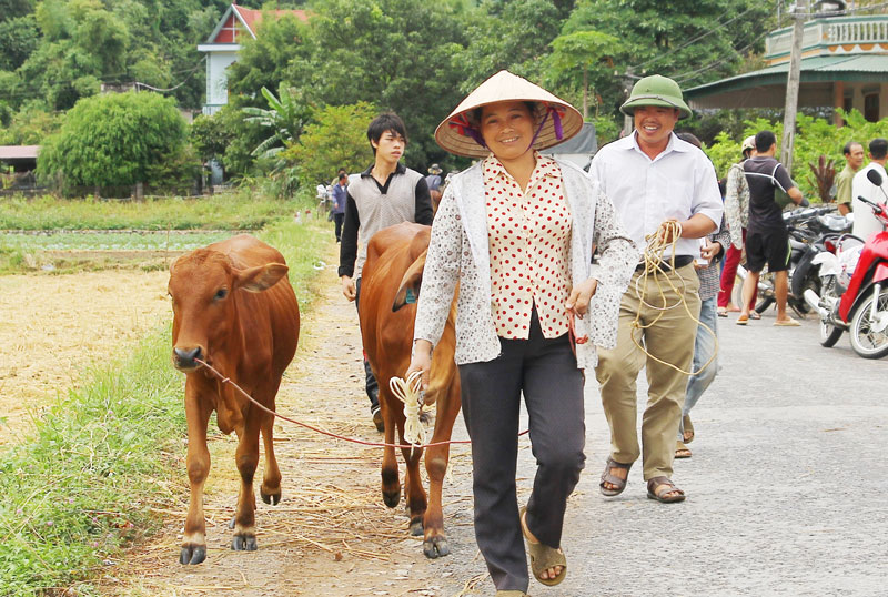  Niềm vui của các hộ nông dân nghèo xã La Hiên (Võ Nhai) khi được hỗ trợ cho vay bê giống (đợt 2) từ Chương trình.