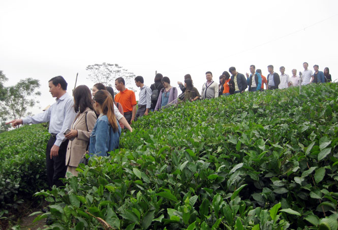  Hàng nghìn lượt du khách đến tham quan, trải nghiệm/năm tại vùng chè Tân Cương (T.P Thái Nguyên).
