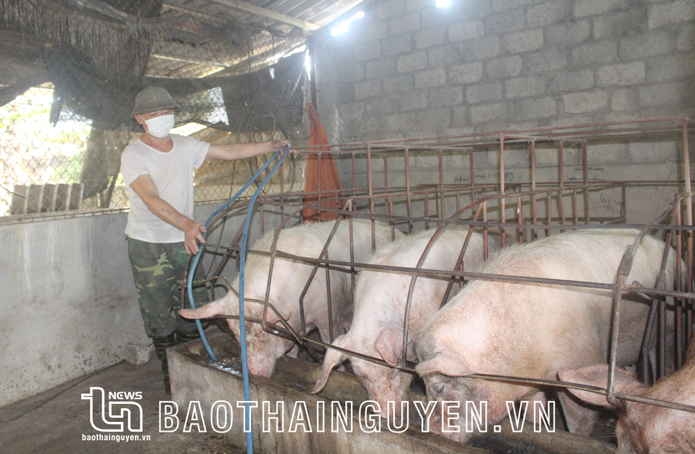 Lĩnh vực chăn nuôi trên địa bàn TP. Sông Công đã có sự chuyển dịch theo hướng tập trung, hình thành các trang trại đảm bảo an toàn dịch bệnh và liên kết bao tiêu sản phẩm.