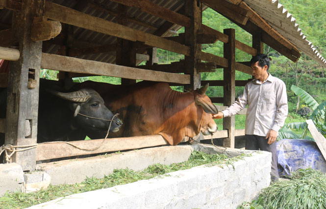 Từ chăn nuôi trâu, bò vỗ béo, gia đình ông Lý Văn Thành, xóm Phú Thọ, xã Phú Đô (Phú Lương) có thêm thu nhập bình quân 50 triệu đồng/năm.