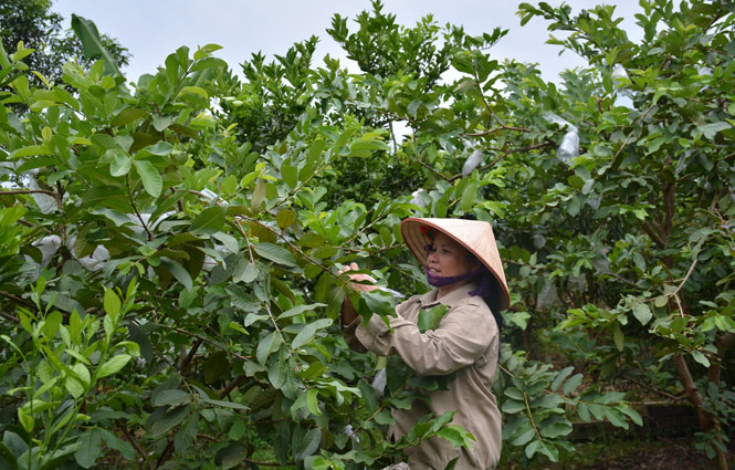  Xã Bảo Cường đã xây dựng được vùng cây ăn quả có quy mô diện tích gần 20ha, cho thu nhập cao gấp 3-5 lần so với trồng lúa.Trong ảnh: Mô hình trồng ổi Đài Loan tại xóm Bãi Hội, xã Bảo Cường.