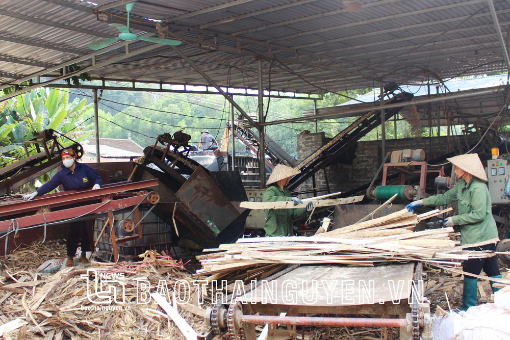  Các cơ sở chế biến lâm sản trên địa bàn huyện Phú Lương đang thu mua gỗ nguyên liệu với giá cao.