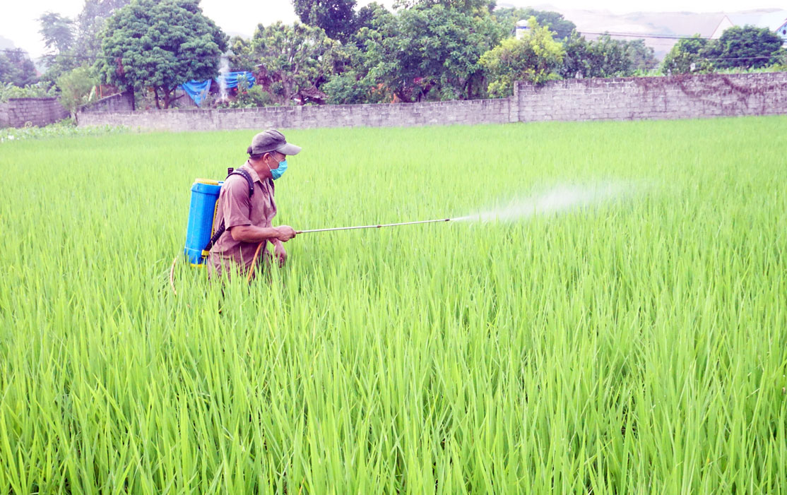  Bà con xóm Thông Nhãn, xã Linh Sơn (T.P Thái Nguyên) phun thuốc trừ sâu cuốn lá.