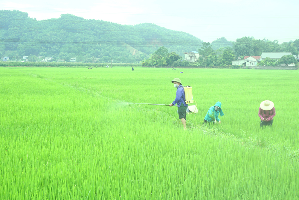  Người dân xã Cù Vân (Đại Từ) phun thuốc phòng, trừ sâu bệnh hại lúa mùa.