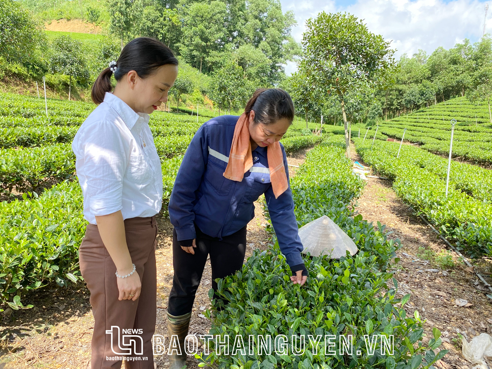  The tea planting model of Vu Thi Giang’s family in Lang Ca hamlet, Van Han commune, Dong Hy district. 