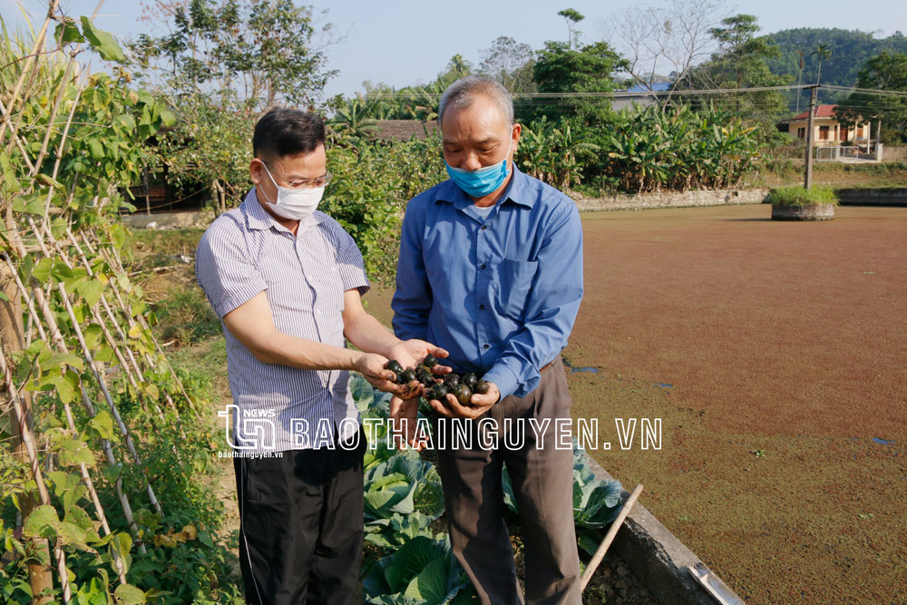  Mô hình nuôi ốc nhồi của gia đình ông Ma Quang Quý, xóm Văn La 1, xã Lam Vỹ (Định Hóa) cho thu thập gần 100 triệu đồng/năm.