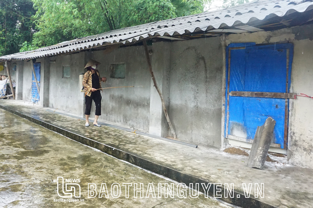 Chị Trần Thị Huyền, ở xóm Bầu 2, xã Phấn Mễ (Phú Lương) phun thuốc khử trùng tiêu độc khu vực chuồng trại chăn nuôi của gia đình.