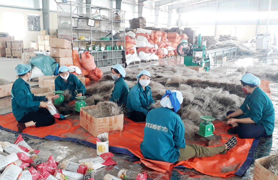  Thông qua các sàn TMĐT, các sản phẩm của HTX Miến Việt Cường, xã Hóa Thượng (Đồng Hỷ) được tiêu thụ hàng chục tấn mỗi năm.