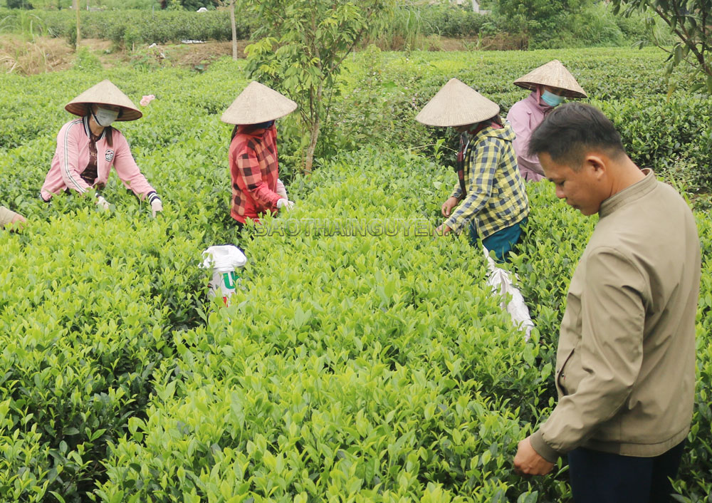  Trưởng xóm Trung Thành 1, ông Nguyễn Văn Hà (ngoài cùng bên phải)  tích cực vận động bà con sản xuất chè an toàn.