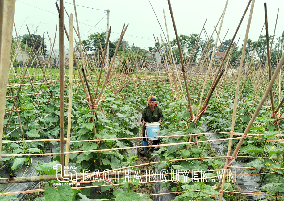  Nông dân xã Nam Hòa (Đồng Hỷ) chăm sóc cây màu vụ đông.