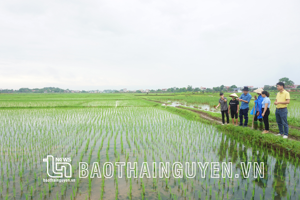 Cán bộ Trung tâm dịch vụ nông nghiệp huyện Phú Bình cùng người dân xã Dương Thành kiểm tra diện tích lúa J02 được sản xuất theo hướng hữu cơ.