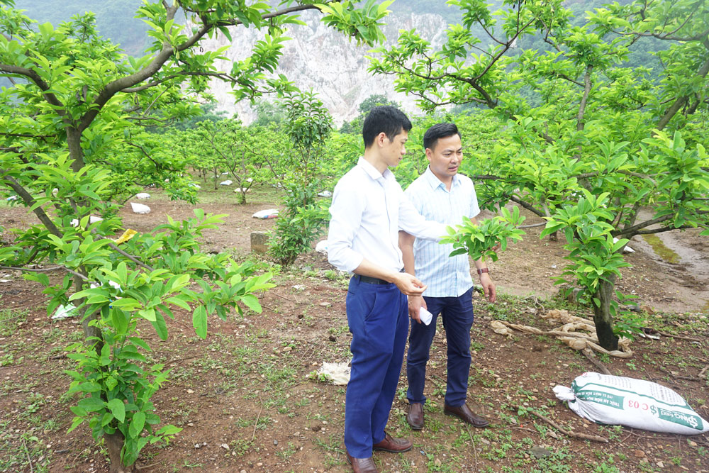  Lãnh đạo Công ty TNHH Phát triển nông nghiệp Thái Nguyên hướng dẫn người dân xã La Hiên (Võ Nhai) cách sử dụng các loại phân bón giúp quả na tròn đều, hạn chế quả méo.