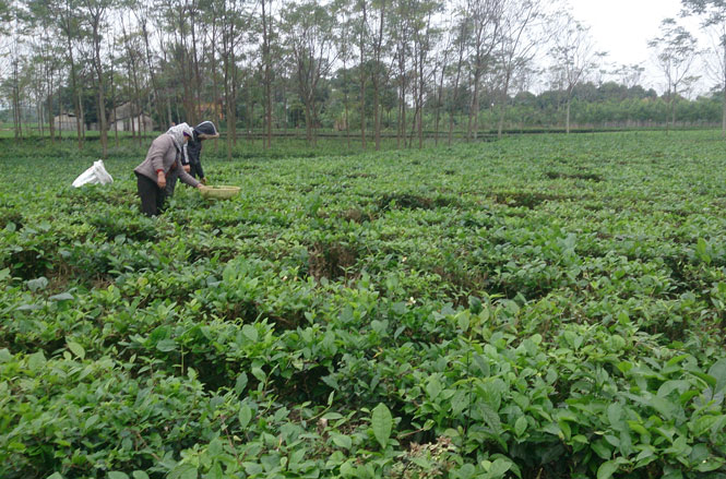  Năng suất chè của xã Tân Linh hiện đạt gần 110 tạ/ha. Trong ảnh: Người dân xóm 5, xã Tân Linh thu hái chè. Ảnh: H.D (Huïå Dinh)