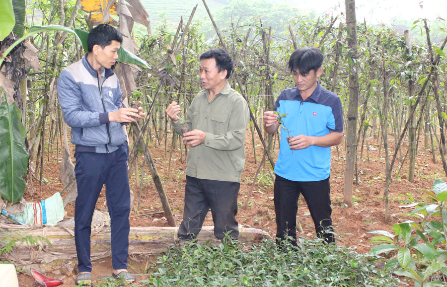  Ông Nguyễn Đức Toàn, xóm Tân Lập chia sẻ kinh nghiệm trồng các loại cây dược liệu như ba kích, chè hoa vàng, đinh lăng… cho người dân.