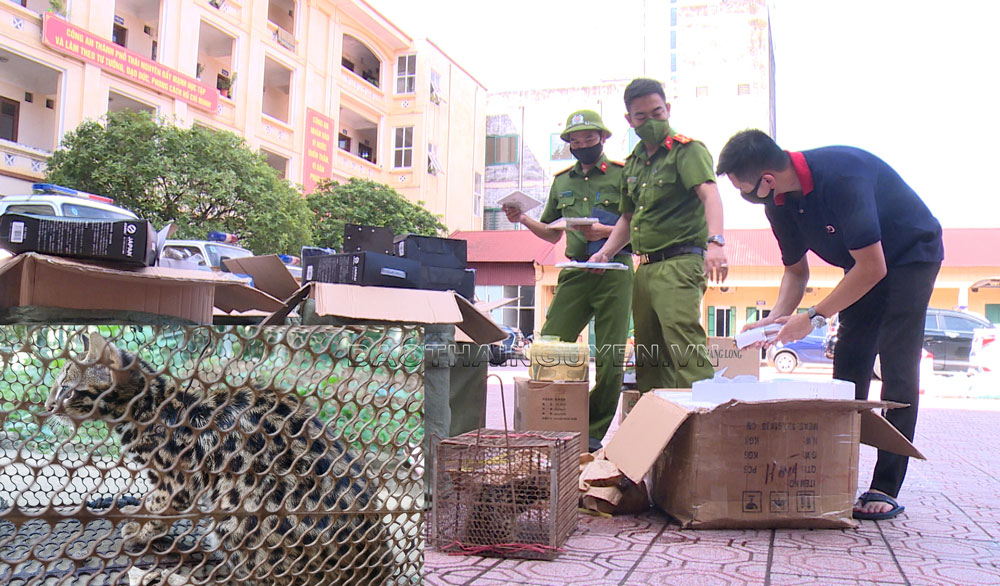  Cá thể mèo rừng được lực lượng chức năng phát hiện trên xe ô tô của Nguyễn Công Nghĩa.