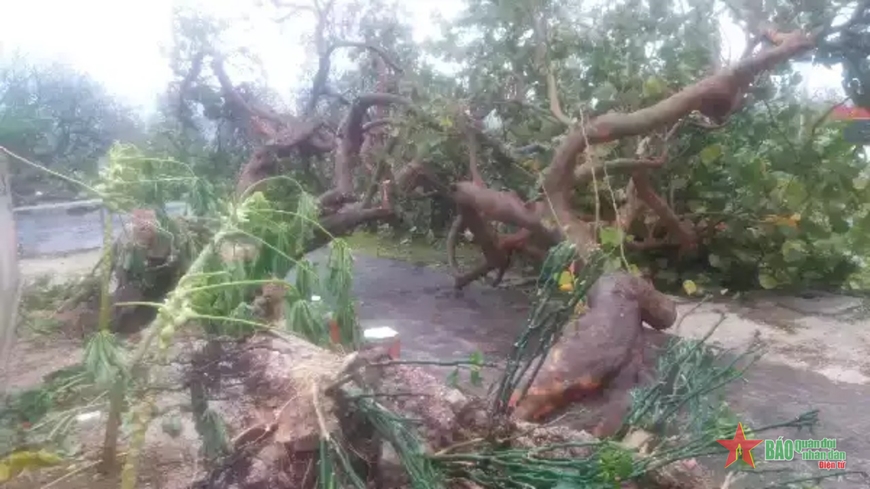 Hơn 90% cây xanh trên đảo Song Tử Tây bị bật gốc, gãy đổ.
