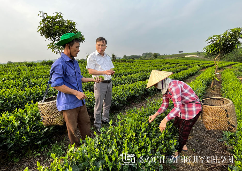  Mô hình chè hữu cơ đang được triển khai tại xóm 10, xã Tân Linh.