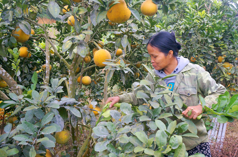  Hiện nay, mỗi gốc bưởi của gia đình bà Hoàng Thị Cảnh, xóm Vân Hòa, xã Văn Hán có thể thu từ 2-3 triệu đồng.