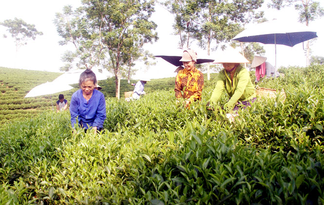  Các thành viên hội hái chè xóm Phú Ninh, xã Phú Đình (Định Hóa) giúp gia đình bà Nguyễn Thị Thúy thu hái chè.