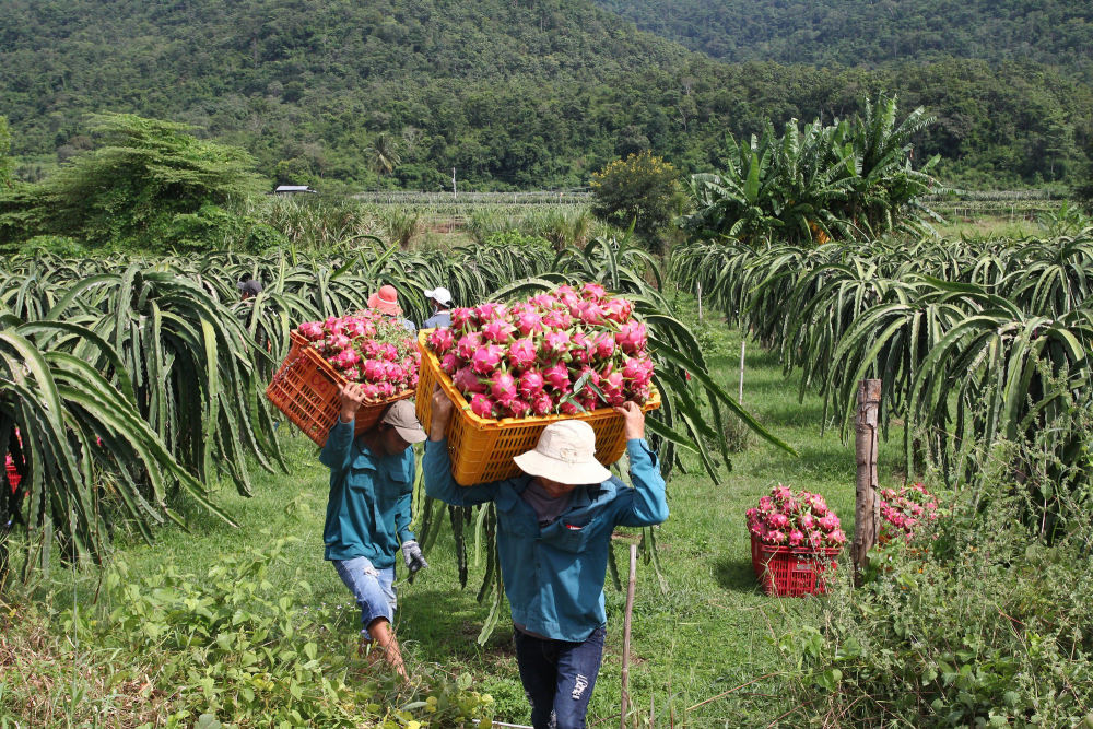  ​Nhiều mặt hàng nông sản, thực phẩm của Việt Nam sẽ có thêm cơ hội tiêu thụ trên sàn thương mại điện tử lớn của Trung Quốc