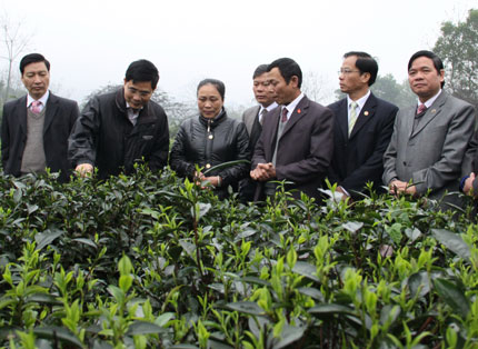  Đoàn công tác của Bộ Nông nghiệp và PTNT kiểm tra thực tế trồng chè giống mới tại xã Hùng Sơn, Đại Từ.