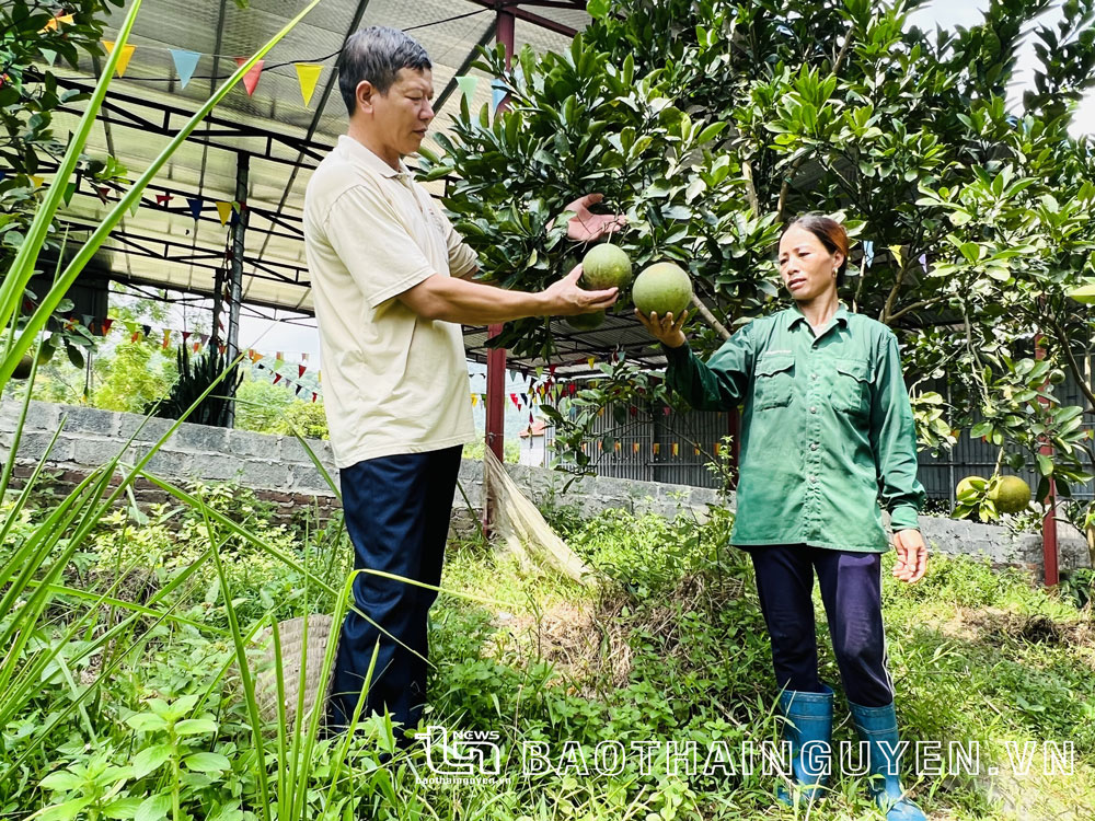  Ông Trần Thế Duyên trao đổi kinh nghiệm trồng bưởi với bà con giáo dân.