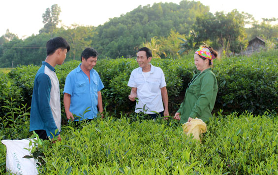  Bí thư Chị bộ xóm Ao Cống, ông Trần Quốc Hoa (thứ hai từ phải sang) thăm nương chè Phúc Vân Tiên của gia đình chị Đặng Thị Lợi.