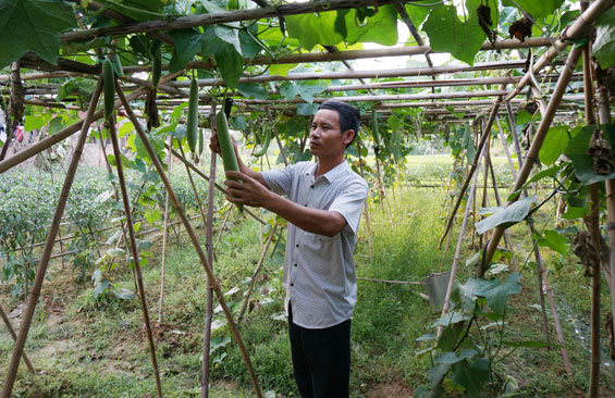  Anh Nguyễn Văn Khoa, ở xóm Đô, xã Nhã Lộng là đảng viên Công giáo gương mẫu trong phát triển kinh tế và thực hiện các phong trào xây dựng nông thôn mới ở địa phương.