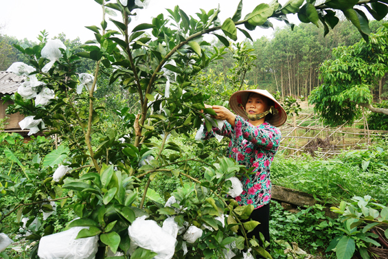  Mô hình trồng cây ăn quả của gia đình chị Nguyễn Thị La, ở xóm Dinh, xã Bảo Lý (Phú Bình) mỗi năm cho thu lãi hơn 100 triệu đồng.