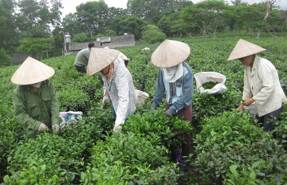  Hằng ngày, chị Hàn Phương đi hái chè thuê để nuôi các con.