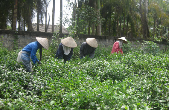  Nông dân xóm Táo, xã Sơn Cẩm (Phú Lương) thu hái chè vụ xuân.